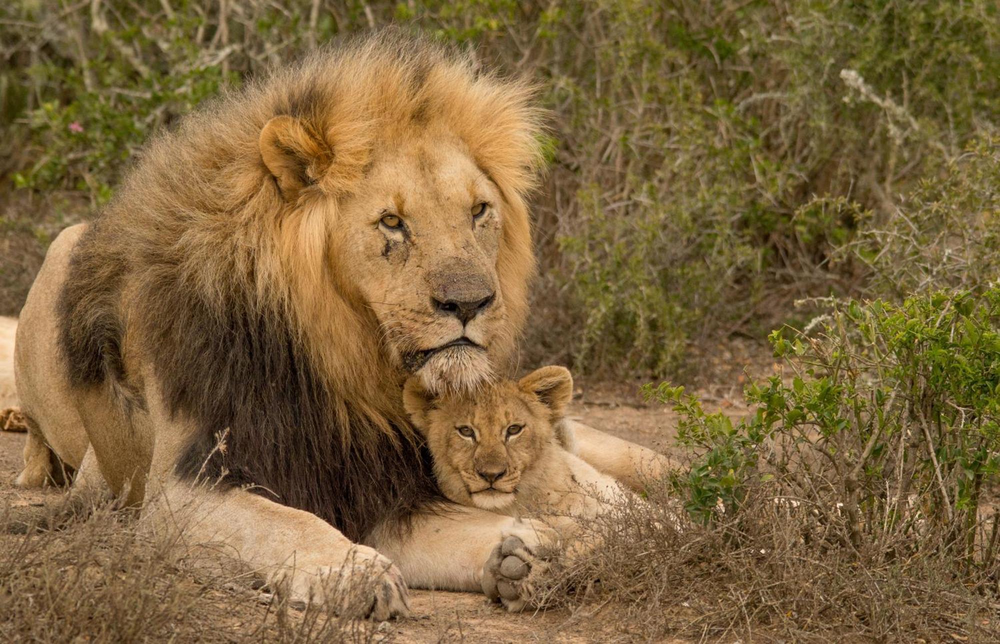 Kwandwe Private Game Reserve - Melton Manor Grahamstown Extérieur photo
