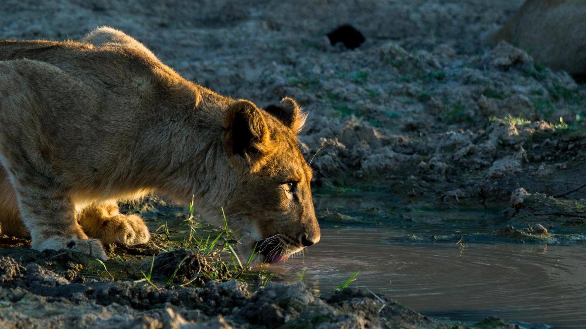 Kwandwe Private Game Reserve - Melton Manor Grahamstown Extérieur photo