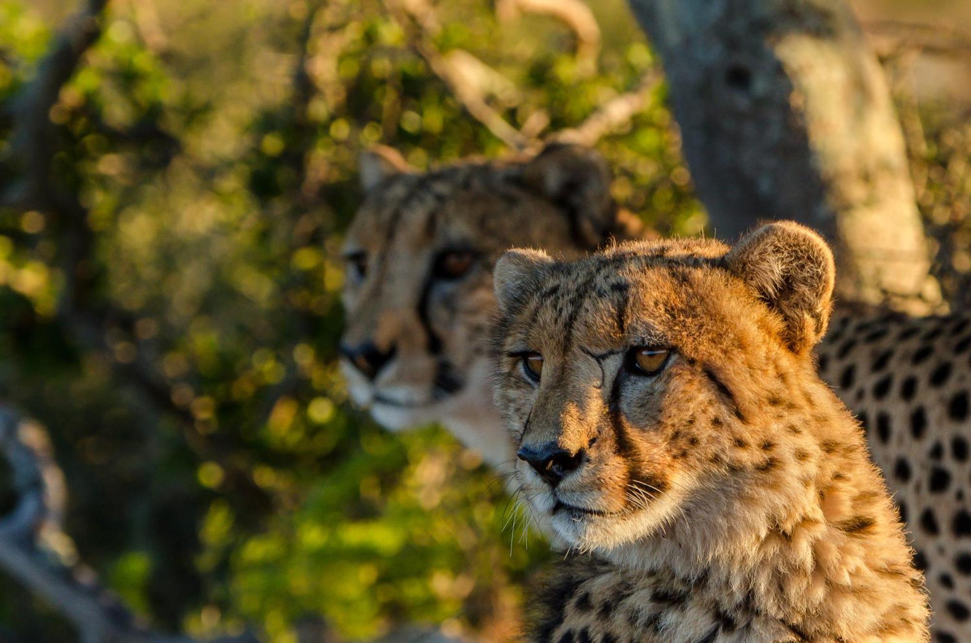 Kwandwe Private Game Reserve - Melton Manor Grahamstown Extérieur photo