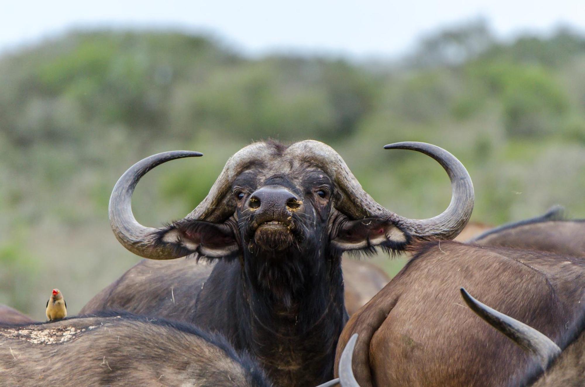 Kwandwe Private Game Reserve - Melton Manor Grahamstown Extérieur photo