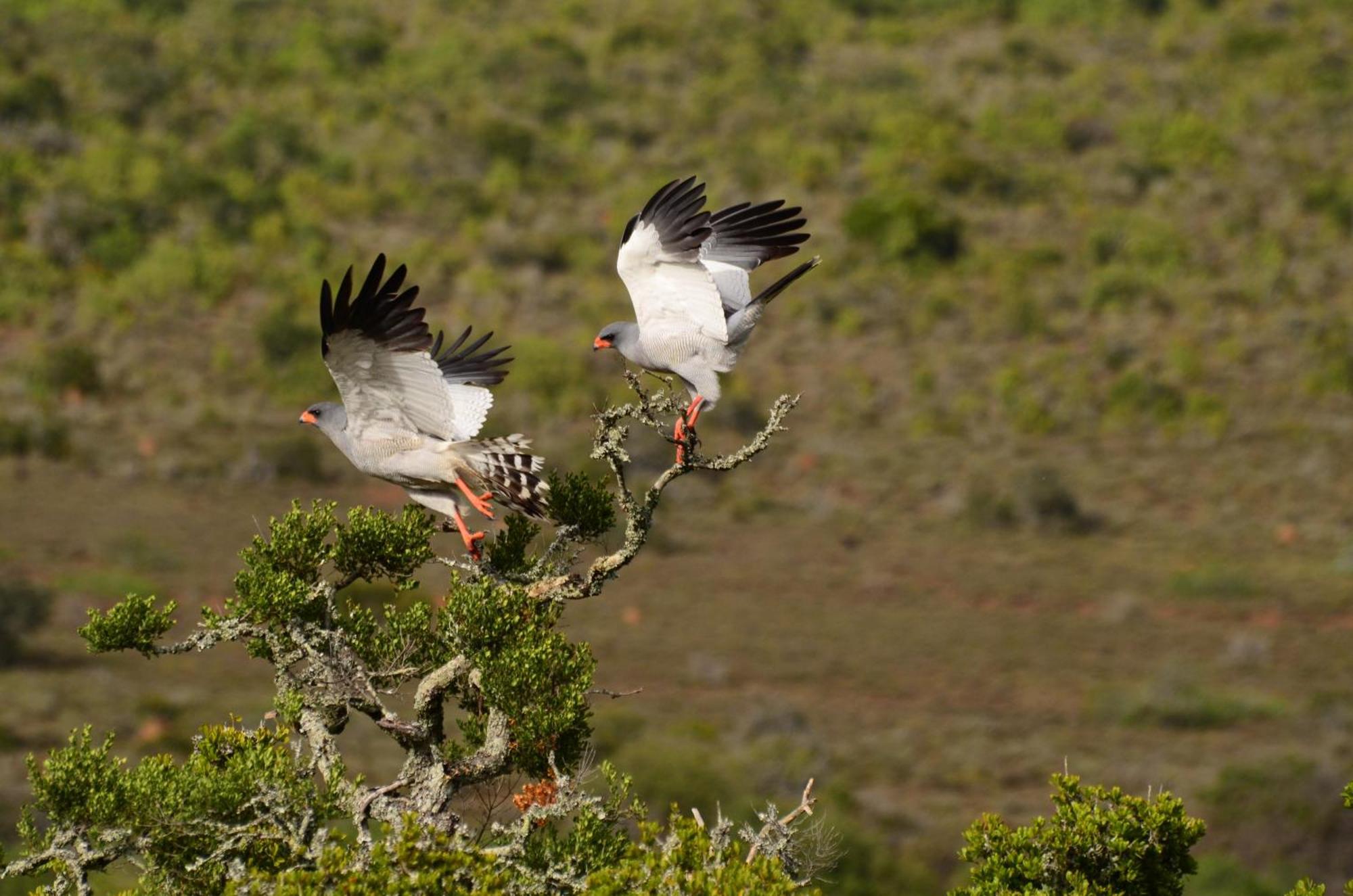 Kwandwe Private Game Reserve - Melton Manor Grahamstown Extérieur photo