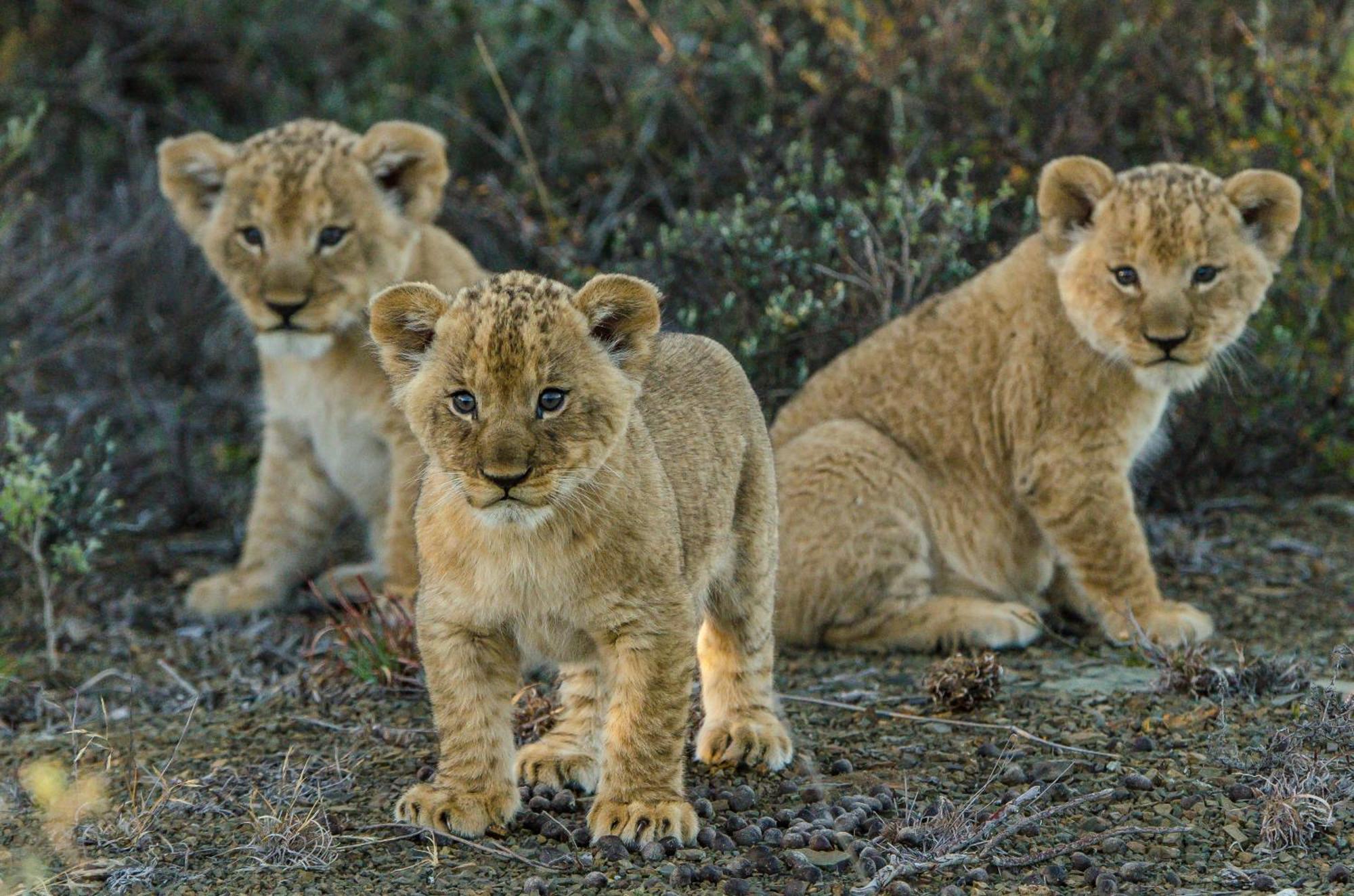 Kwandwe Private Game Reserve - Melton Manor Grahamstown Extérieur photo