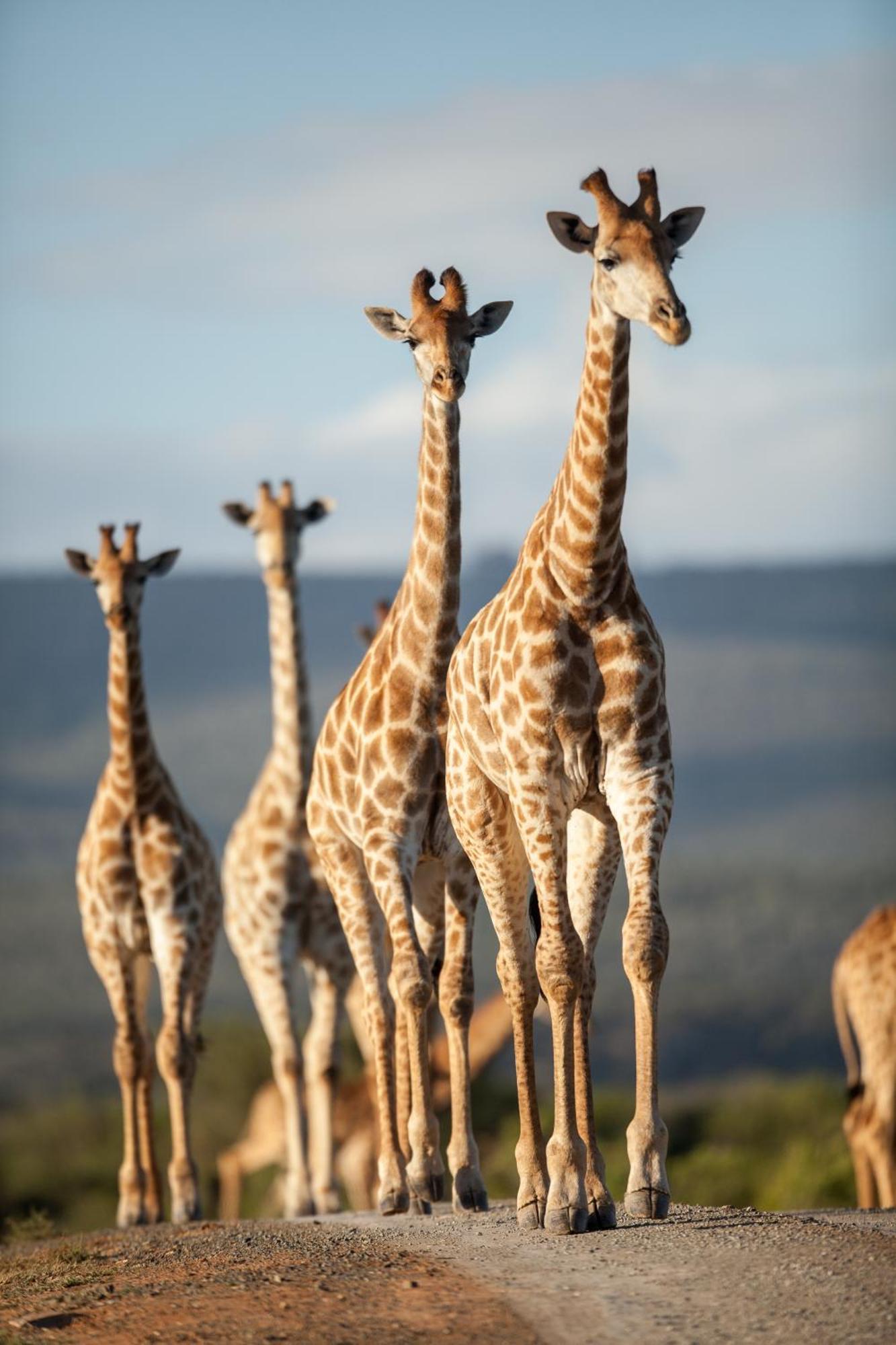 Kwandwe Private Game Reserve - Melton Manor Grahamstown Extérieur photo