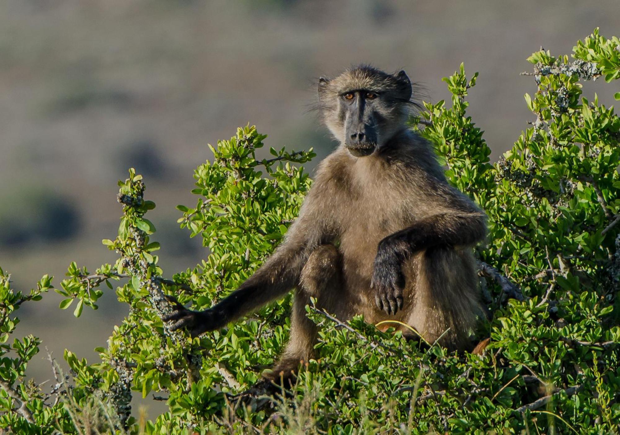 Kwandwe Private Game Reserve - Melton Manor Grahamstown Extérieur photo