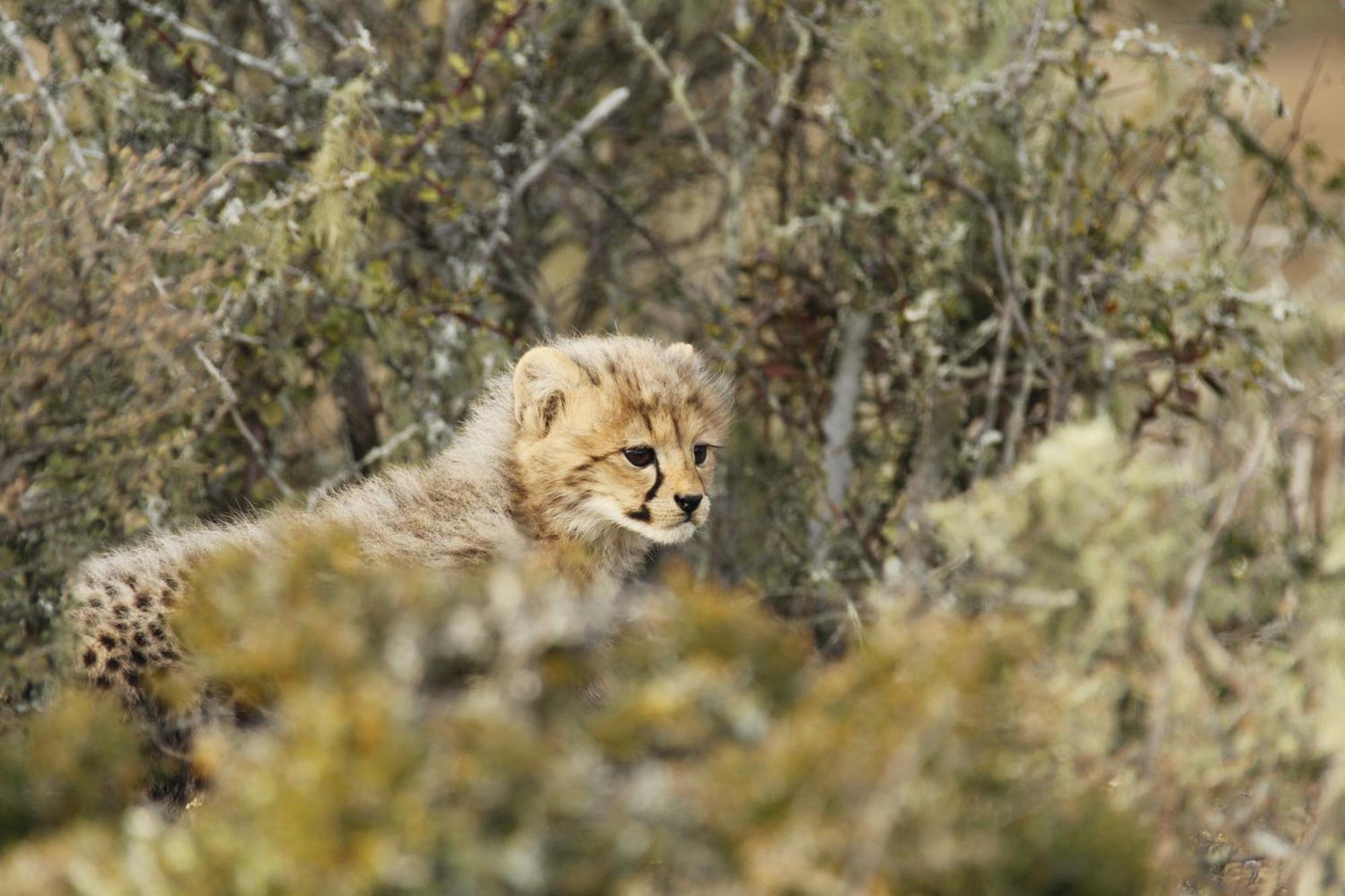 Kwandwe Private Game Reserve - Melton Manor Grahamstown Extérieur photo