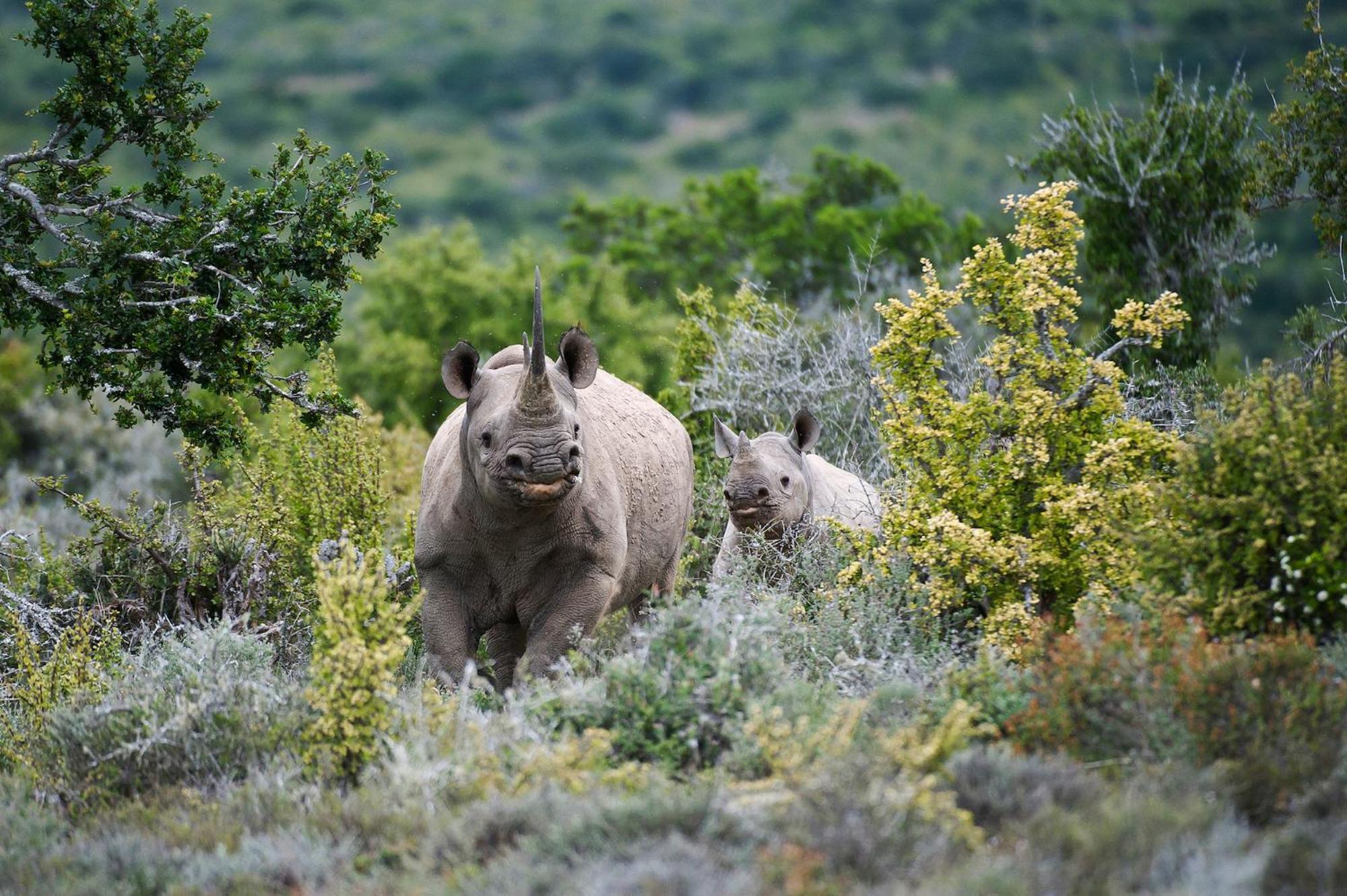 Kwandwe Private Game Reserve - Melton Manor Grahamstown Extérieur photo