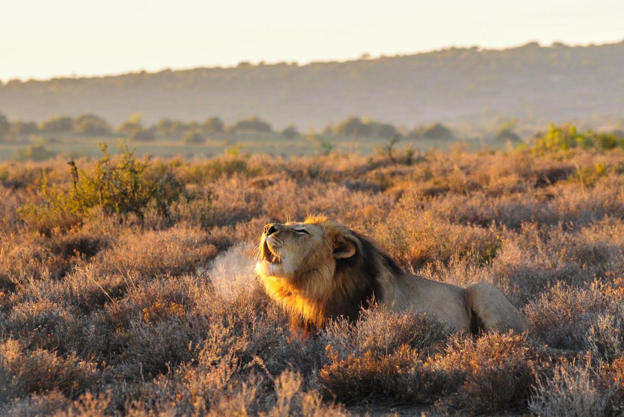 Kwandwe Private Game Reserve - Melton Manor Grahamstown Extérieur photo