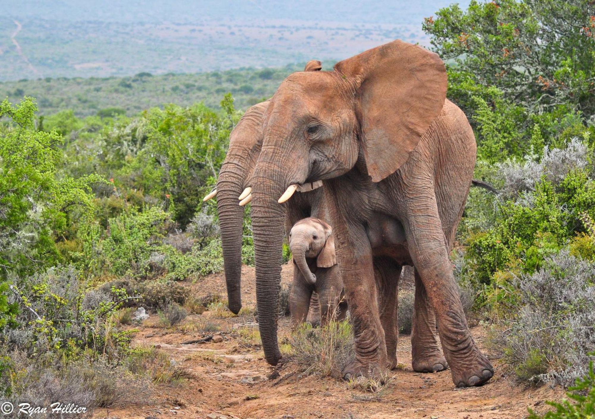 Kwandwe Private Game Reserve - Melton Manor Grahamstown Extérieur photo