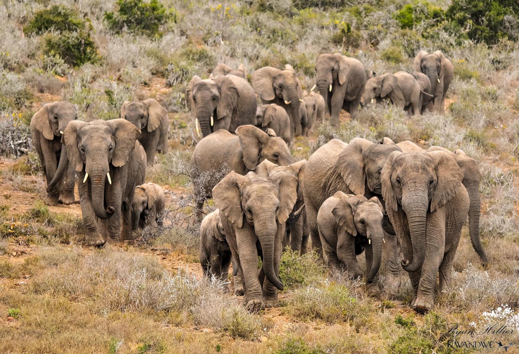 Kwandwe Private Game Reserve - Melton Manor Grahamstown Extérieur photo
