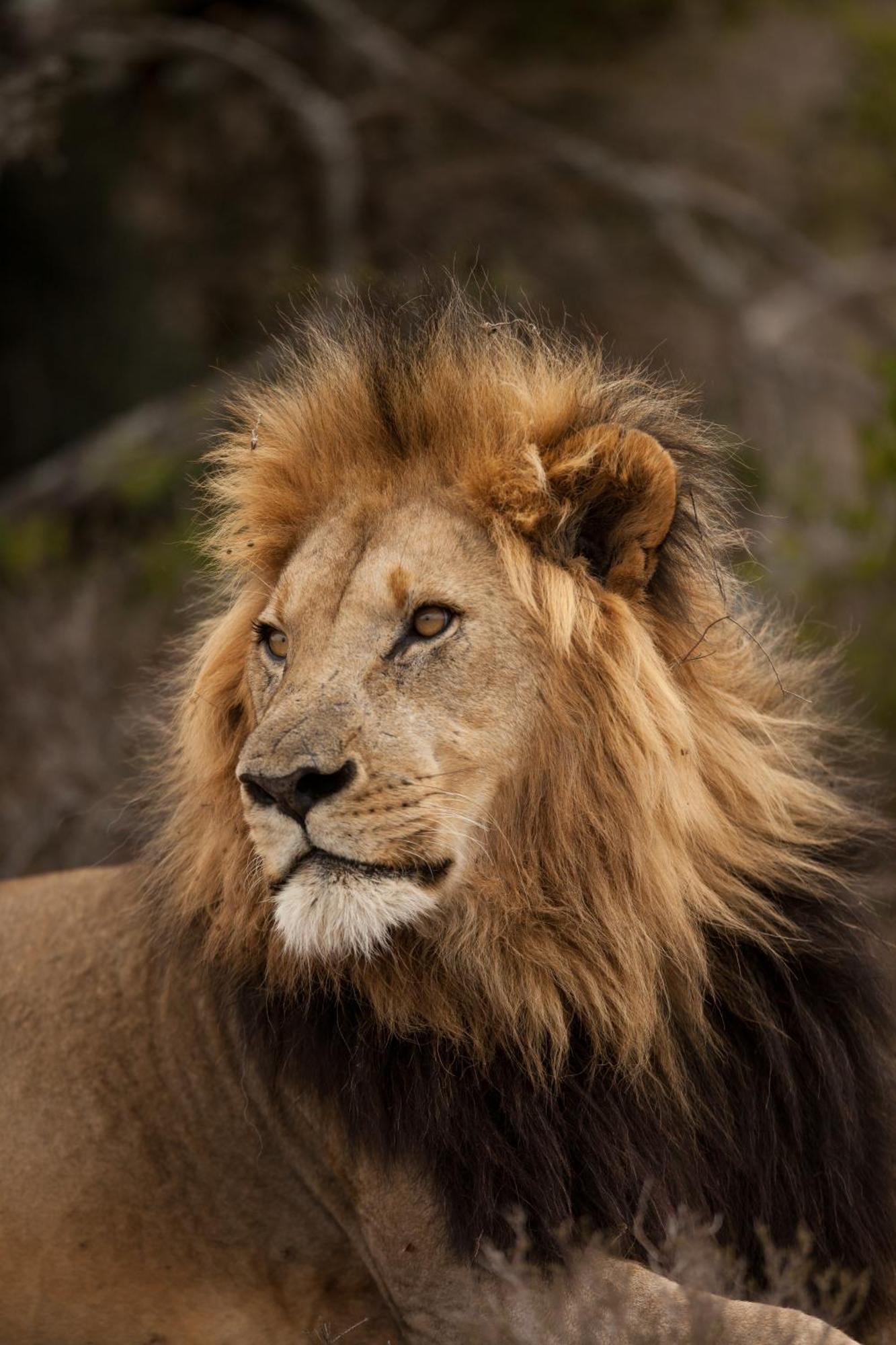 Kwandwe Private Game Reserve - Melton Manor Grahamstown Extérieur photo