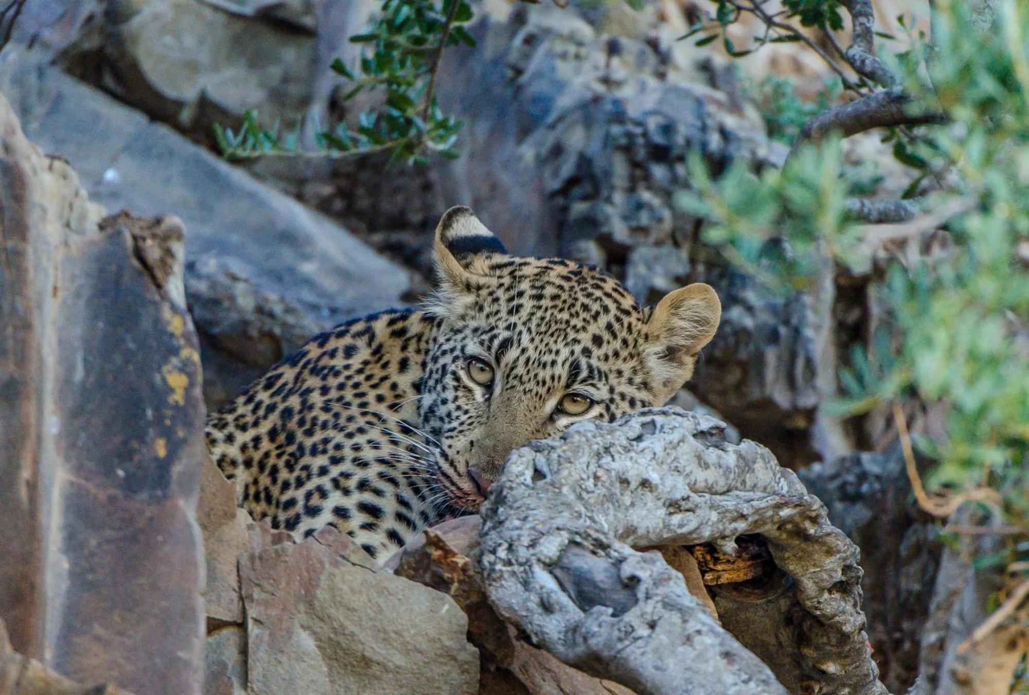 Kwandwe Private Game Reserve - Melton Manor Grahamstown Extérieur photo