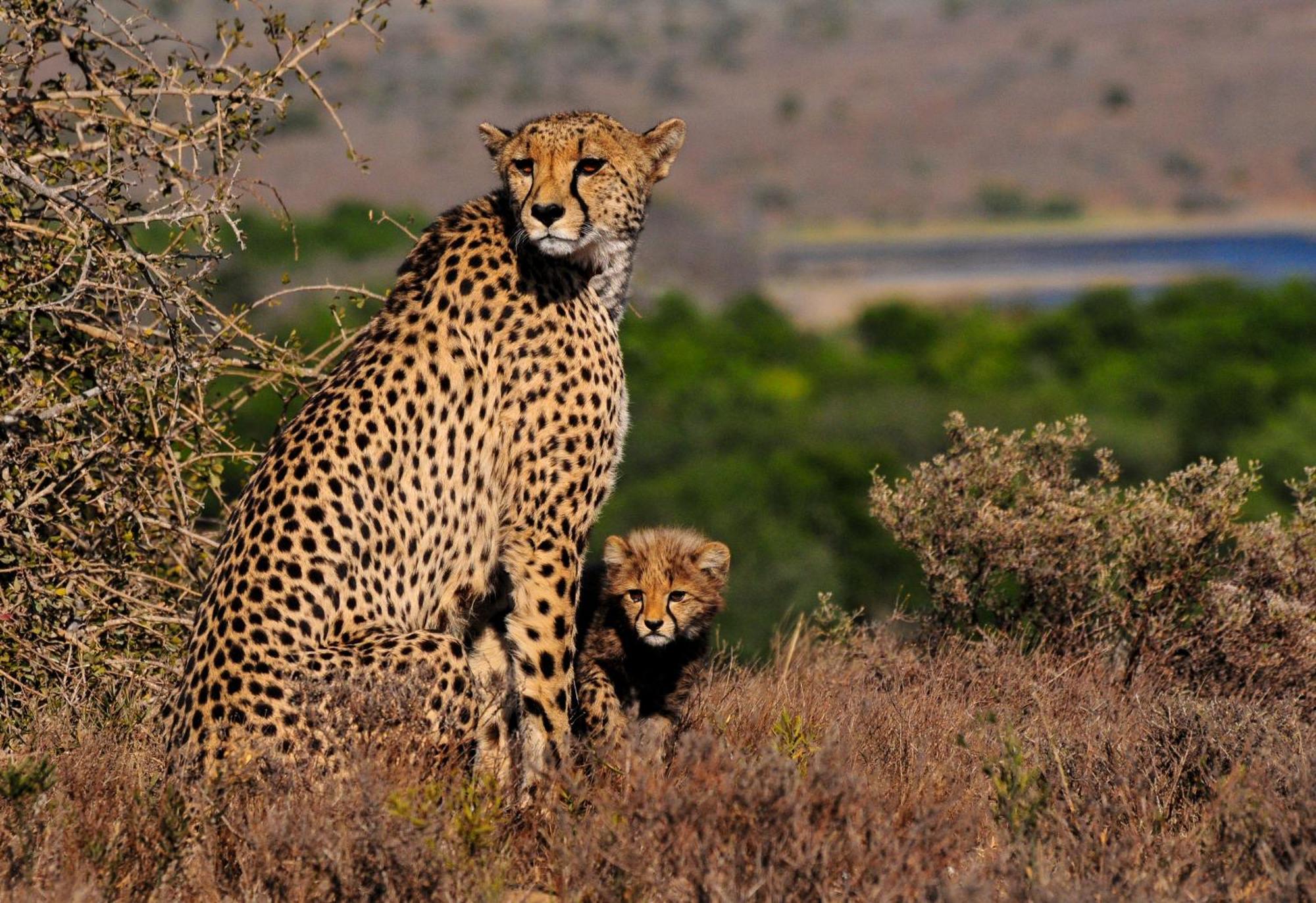 Kwandwe Private Game Reserve - Melton Manor Grahamstown Extérieur photo